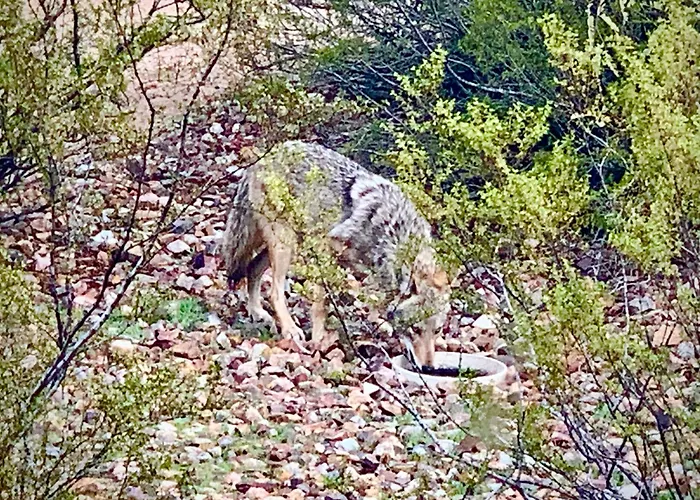 The Island In Gasthof Tucson