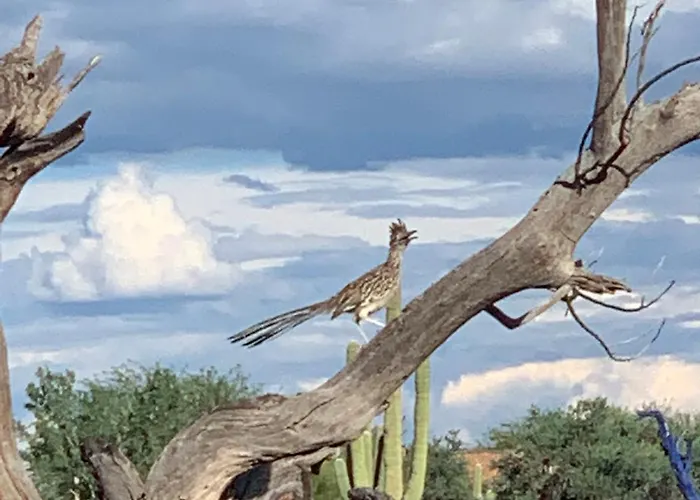 The Island In 3* Tucson